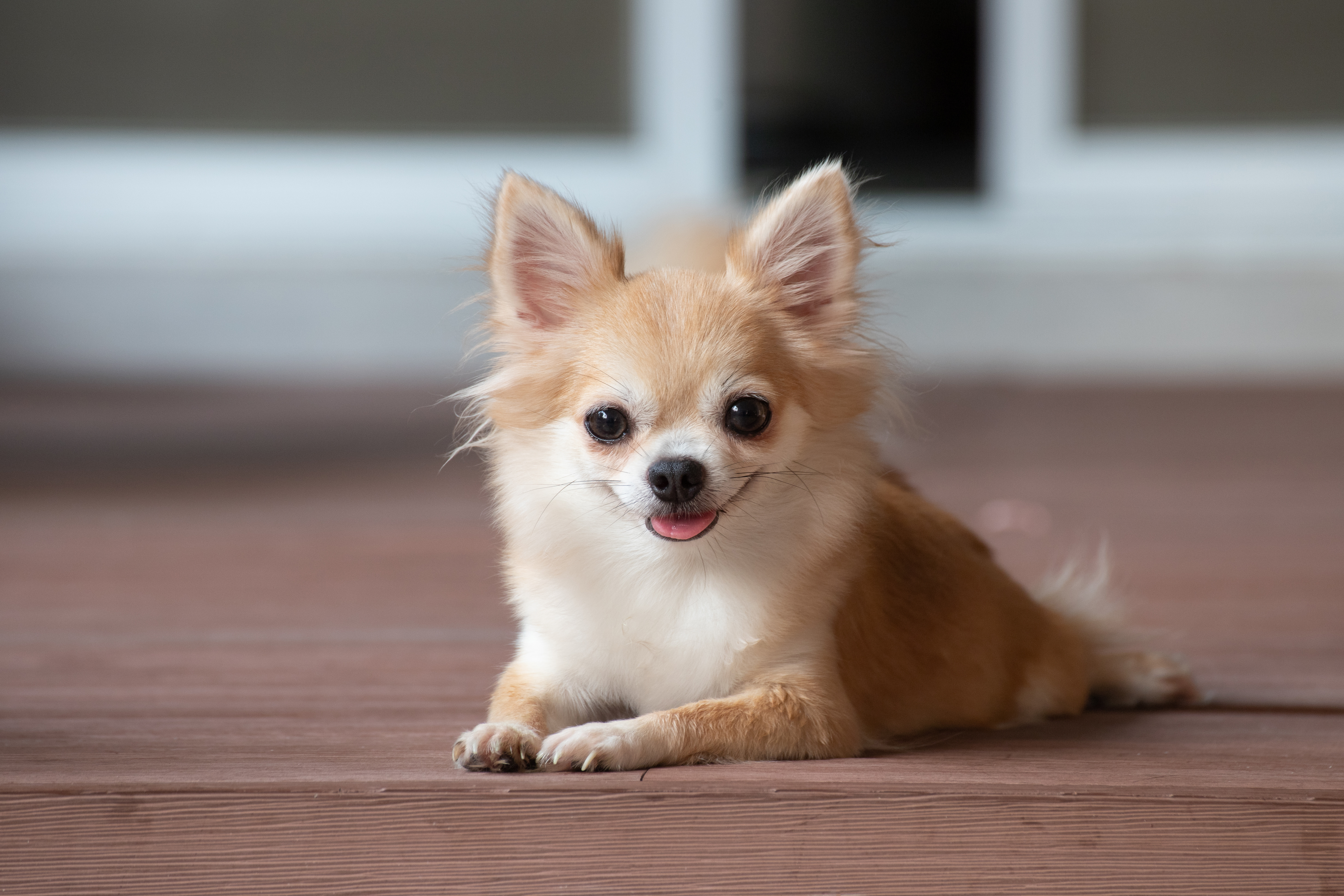 Here are the Cutest Small Fluffy Dogs – Petsmont