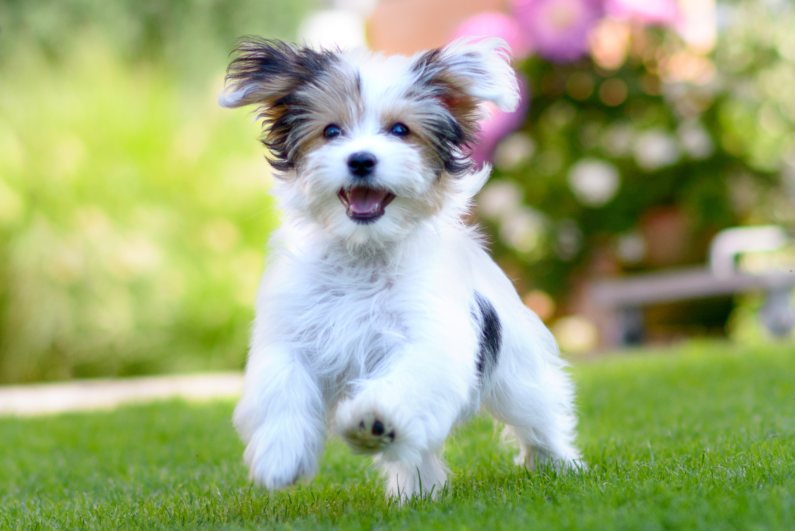 cute miniature dogs